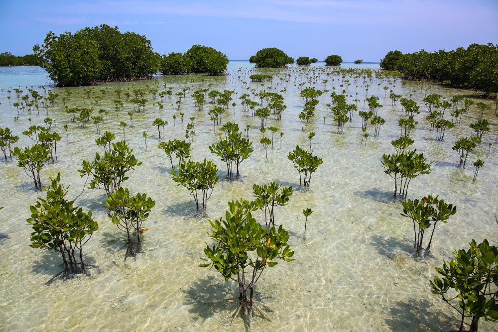 June Climate Positivity Report 2025